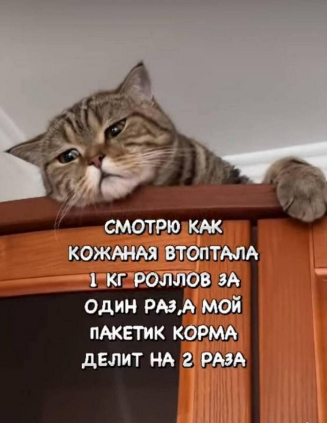 Веселые картинки в понедельник (11.11)