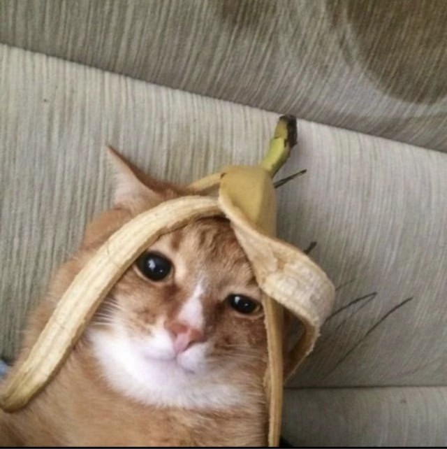 Котовторник в картинках