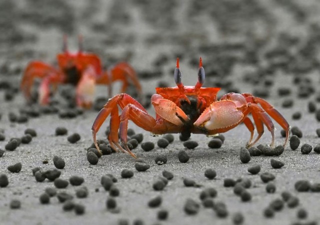 Веселые картинки в понедельник (07.07)