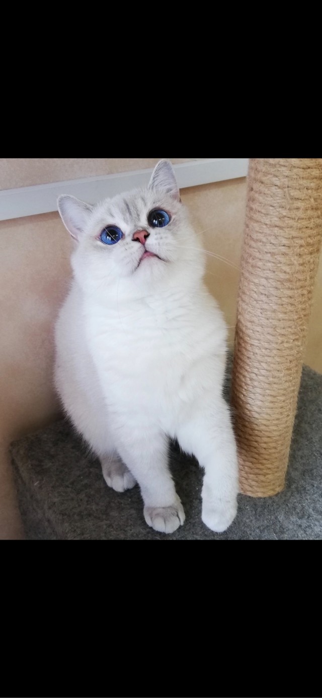 Подскажите что за зверюга