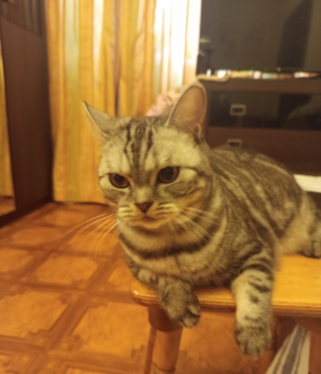 Котовторник