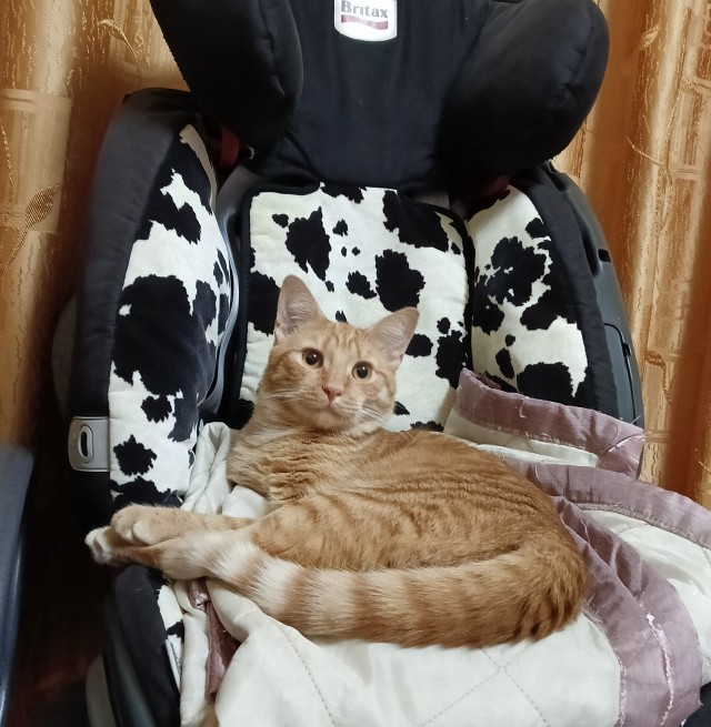 Котофторник жеж