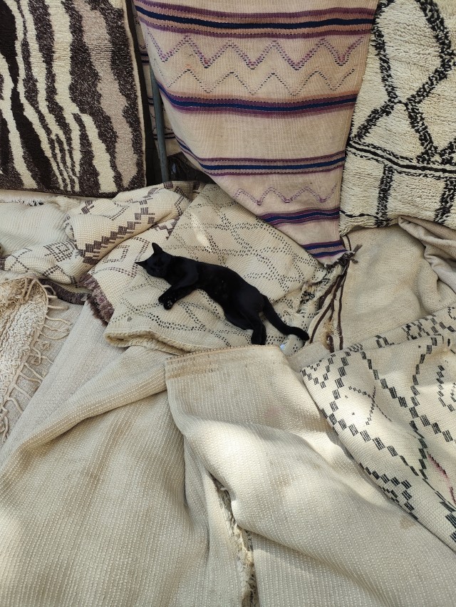 Уличные кошки Марокко