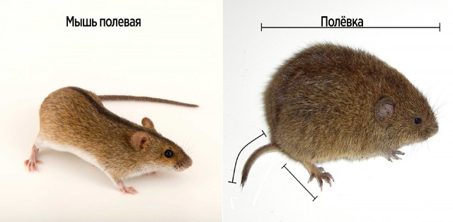 Мышь-полёвка: Не имеет никакого отношения к мышам. Кто же это тогда? Секреты нашего родного грызуна