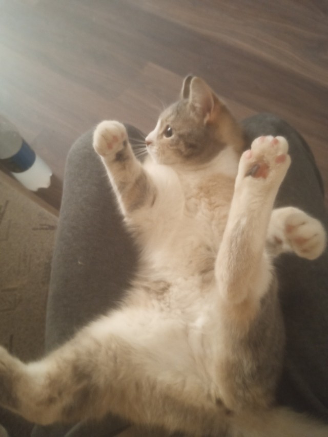 Котовторник. Маруселла.
