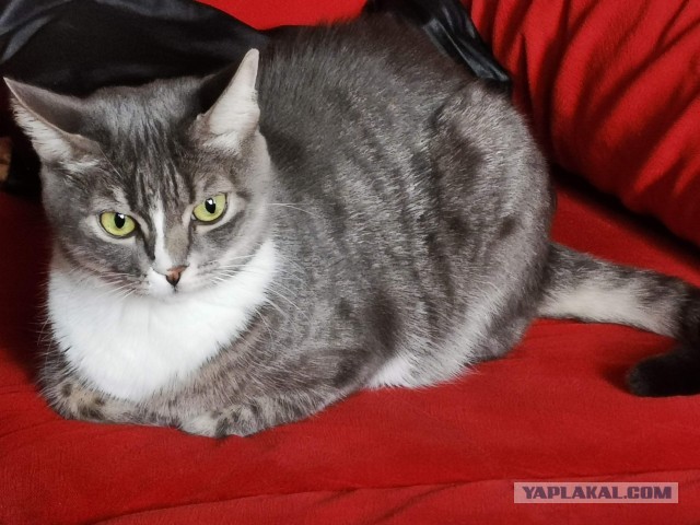 Котовторник снова!