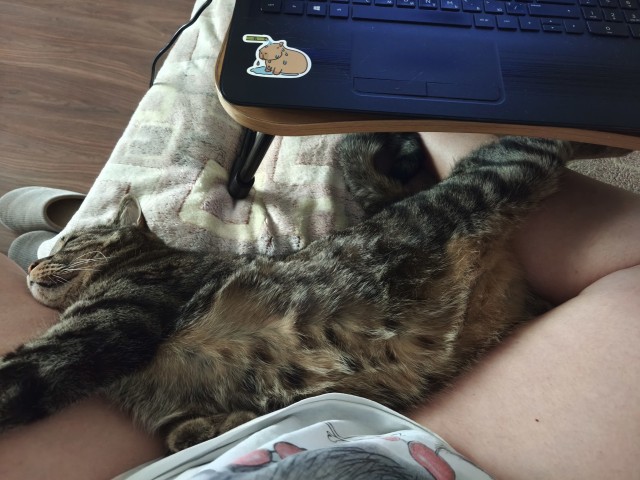 Крымский котик⁠