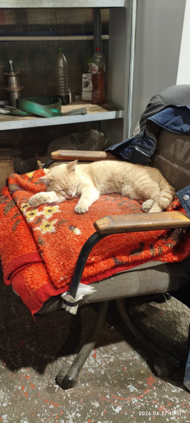 Вашему вниманию, кот Харитон