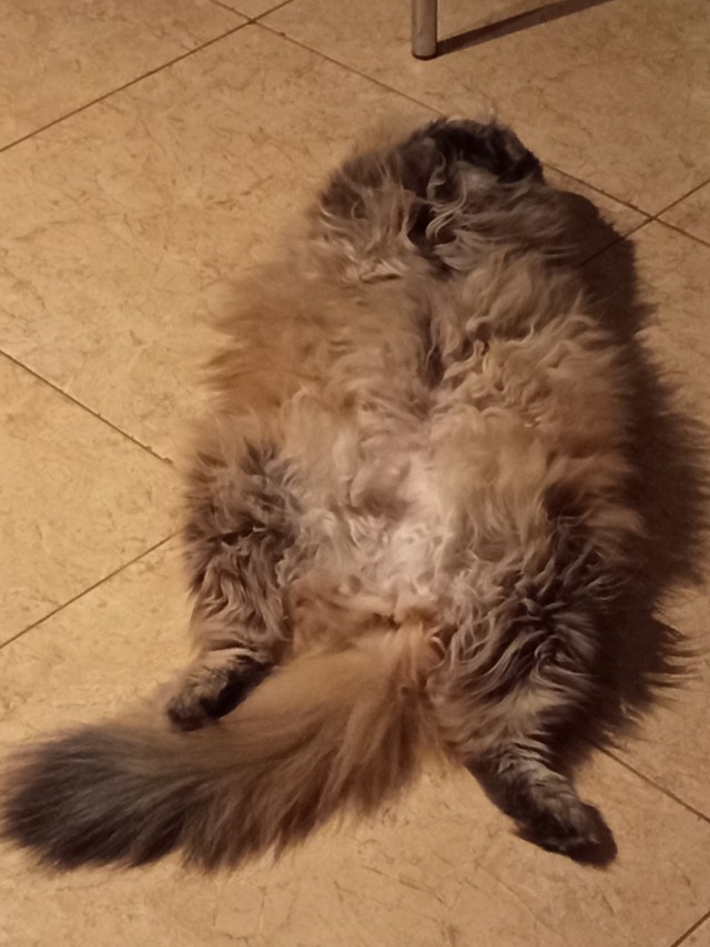 Рыжий шикарный котище
