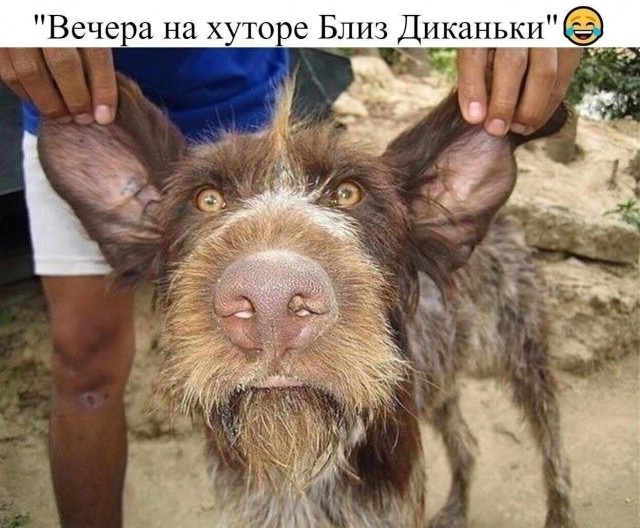 Веселые картинки в пятницу (10.07)