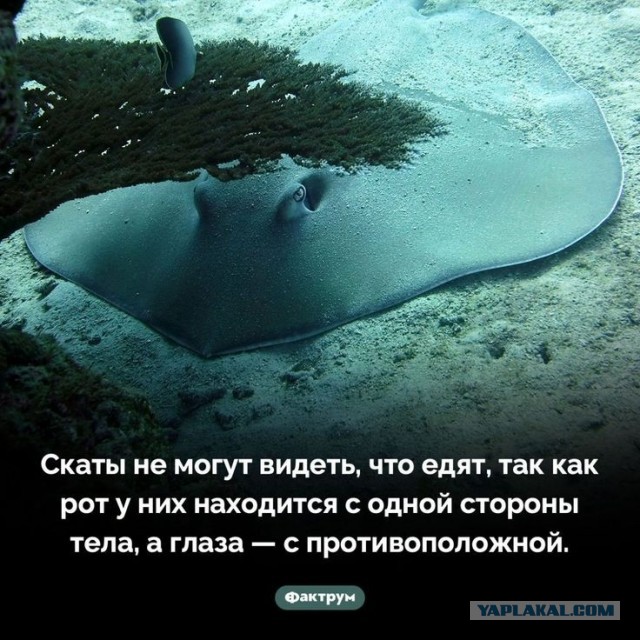 Кормление мелкой рыбки