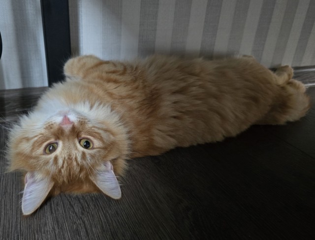 Мой котик