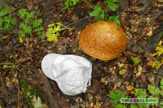 За грибами
