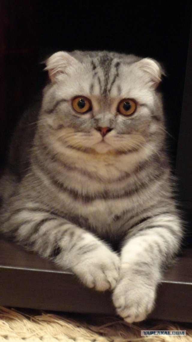 Коты и время