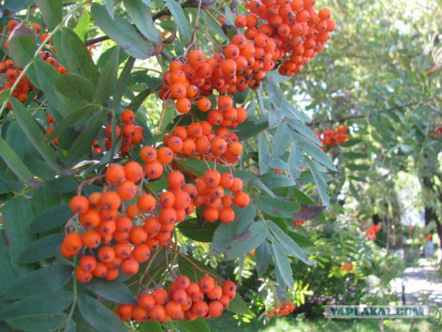 Природа Приморского края