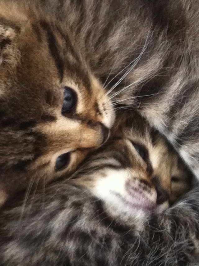 Котовторник   15.04.2014