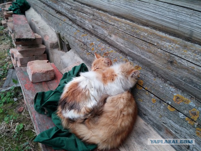Котовторник 24.06.2014