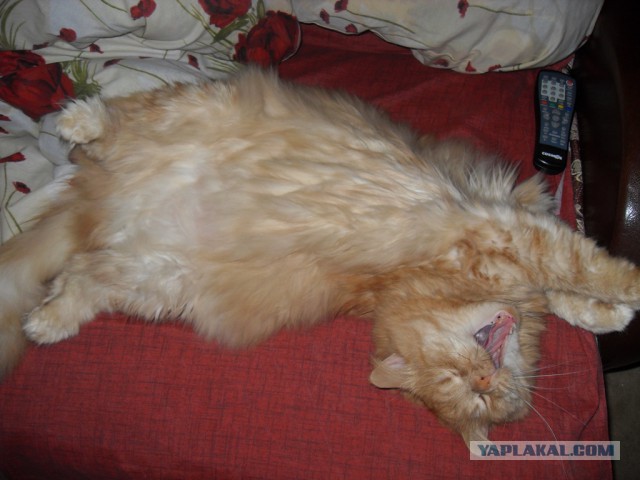 Котовторник  08.07.2014
