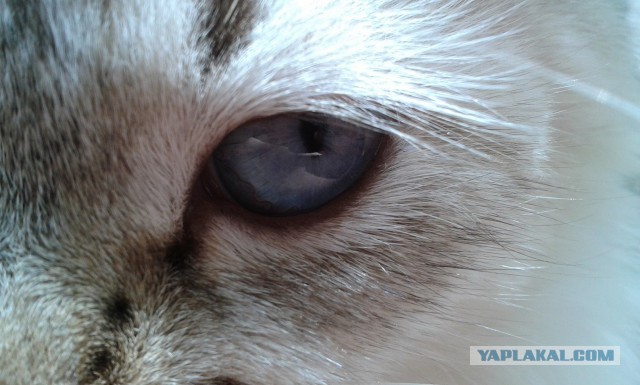 Котовторник 12.08.2014
