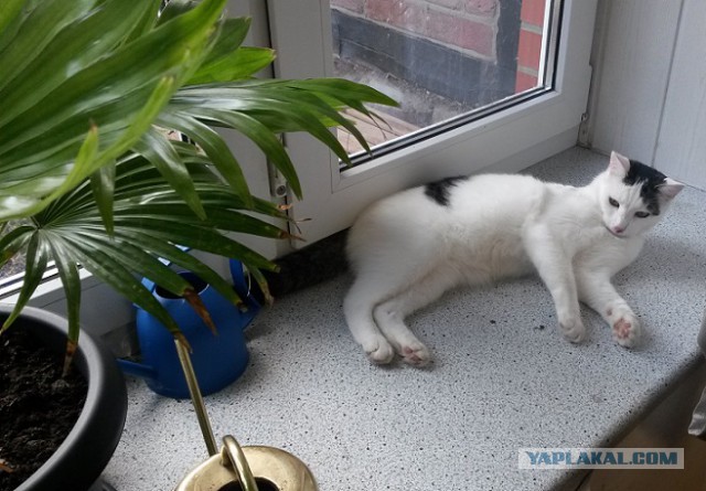 Котовторник 26.08.14.