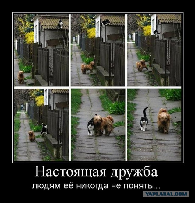 О дружбе