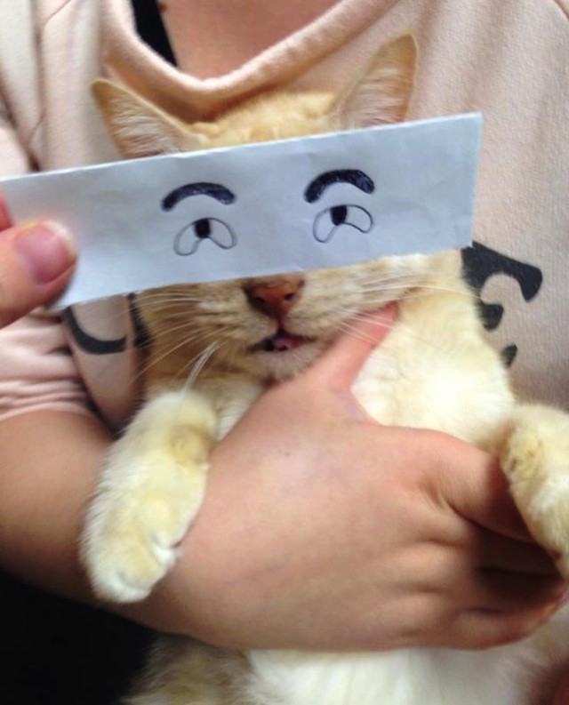 Новый японский тренд — котомонтаж.