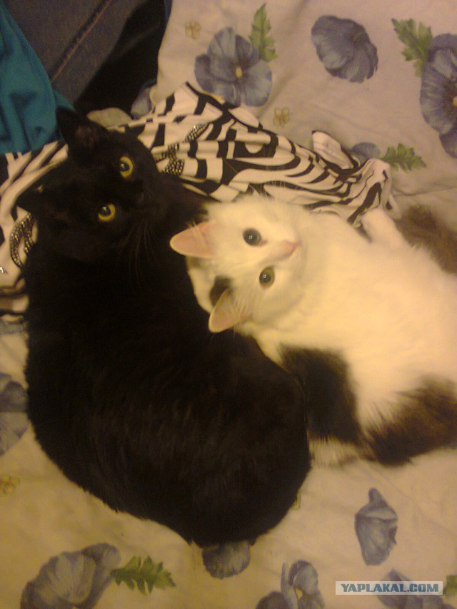 Котовоскресенье
