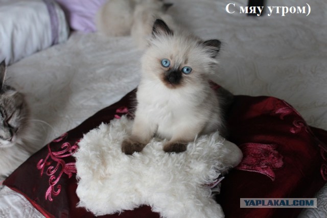 Котовторник 07 04 2015