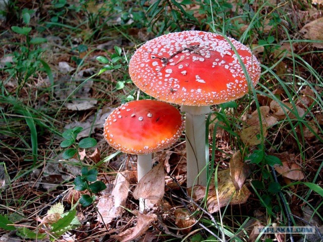 Шедевры киноиндустрии