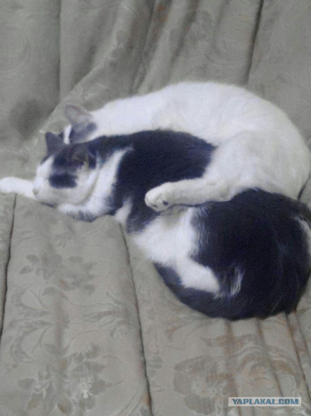 Как спят кошки....