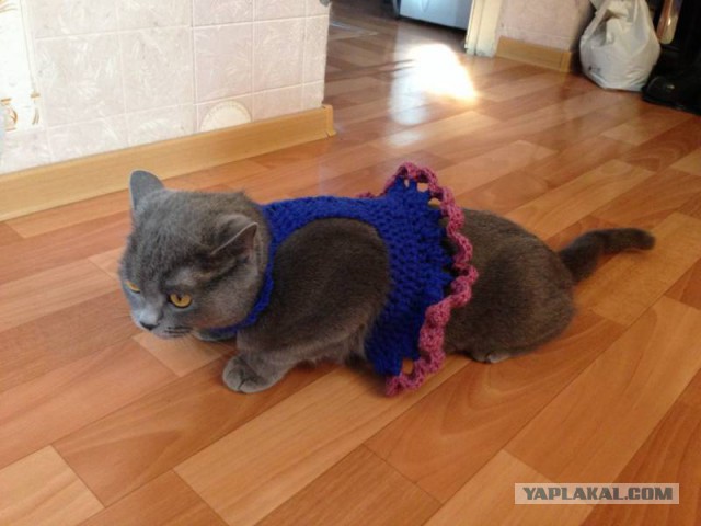 Котовторник 29-09-2015,