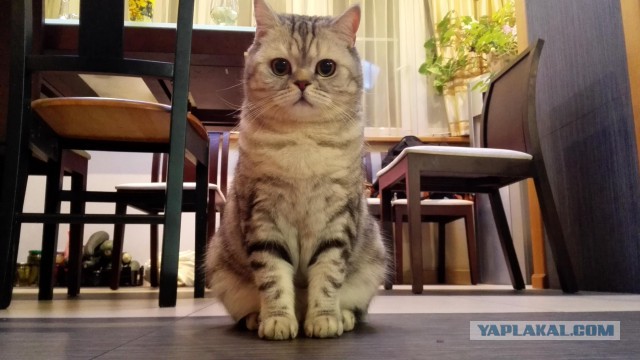 Котовторник  27.10.2015