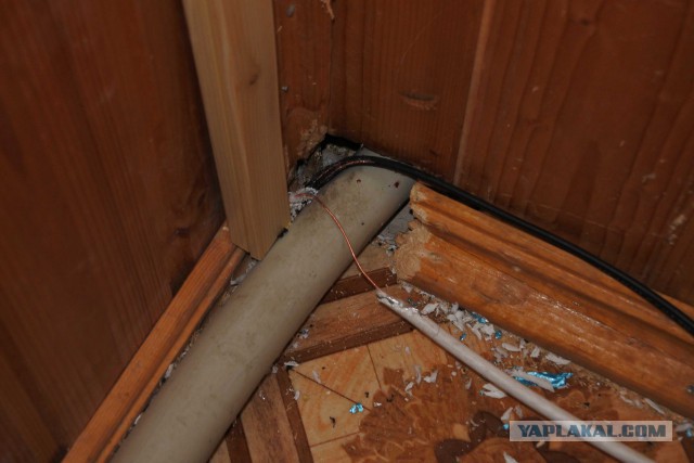 Полугодовое противостояние человека и крысы