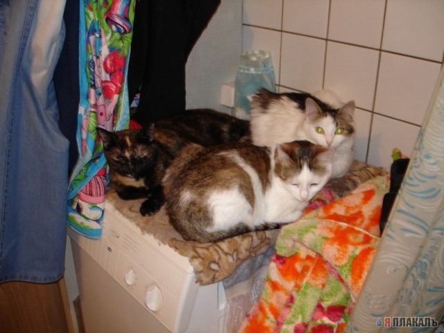 Коты, кошки, котята