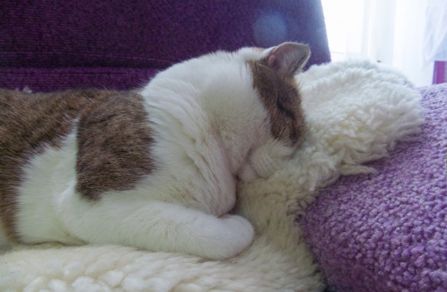 Котовторник