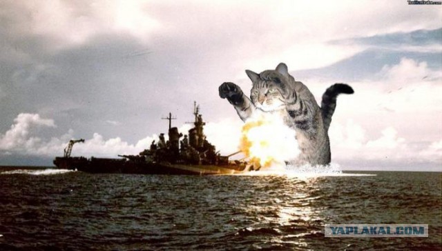 Ударно-истребительный кот палубной военно-морской авиации Северного Флота.