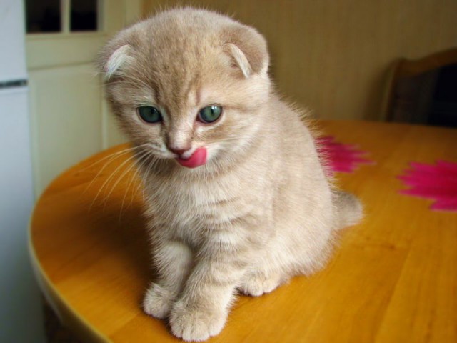 Коты из сети
