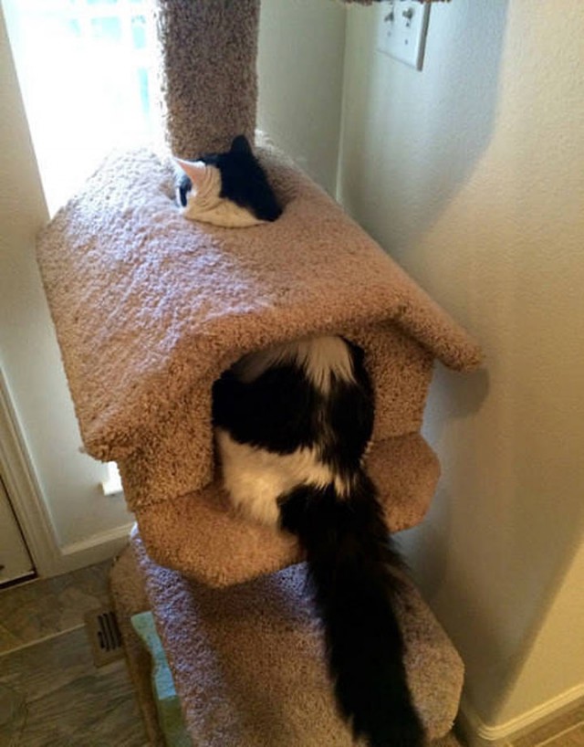 Коты из сети