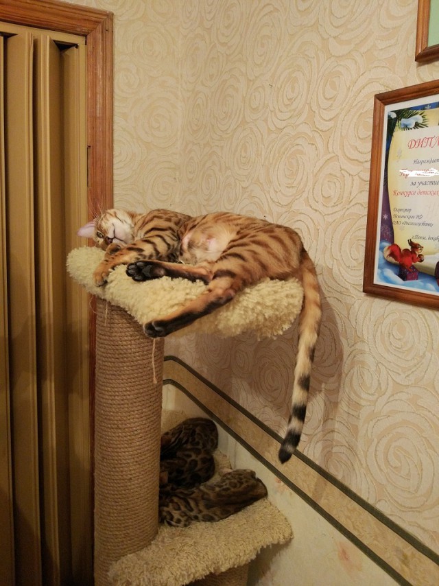 Котовторник 10.01.2017
