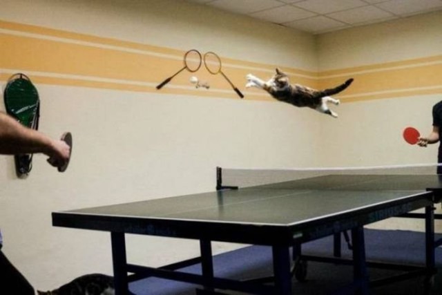 Коты из сети