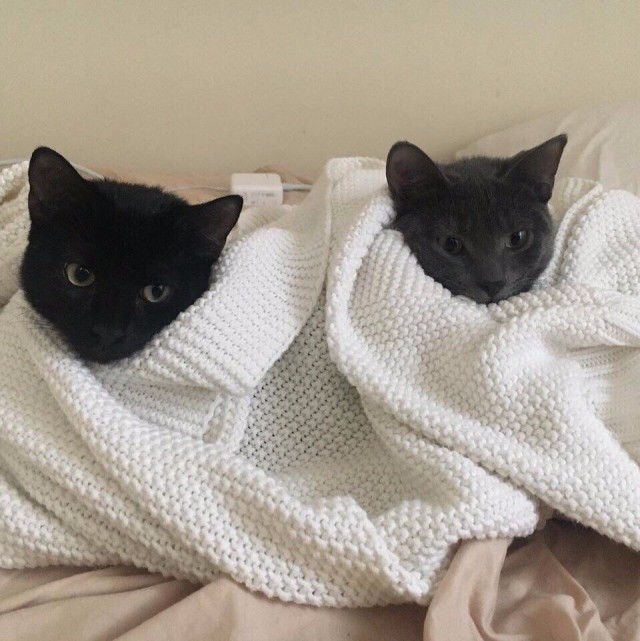 Коты и Кошки