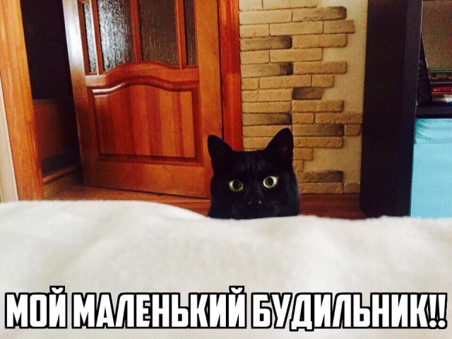 Коты и Кошки