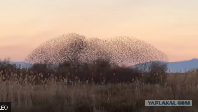Сокол очень быстрый