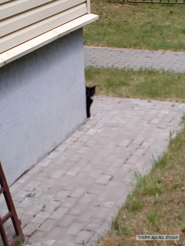 Котовторник 27.06.2017