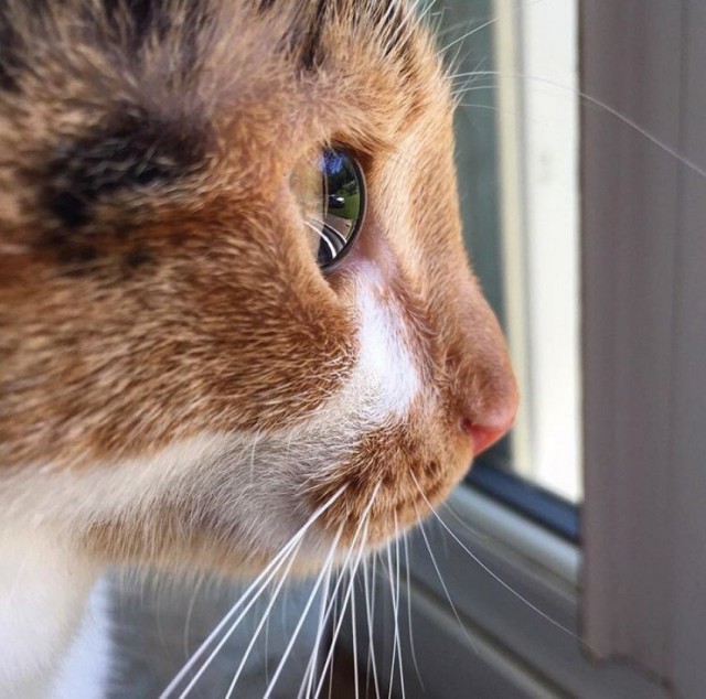 Коты и Кошки
