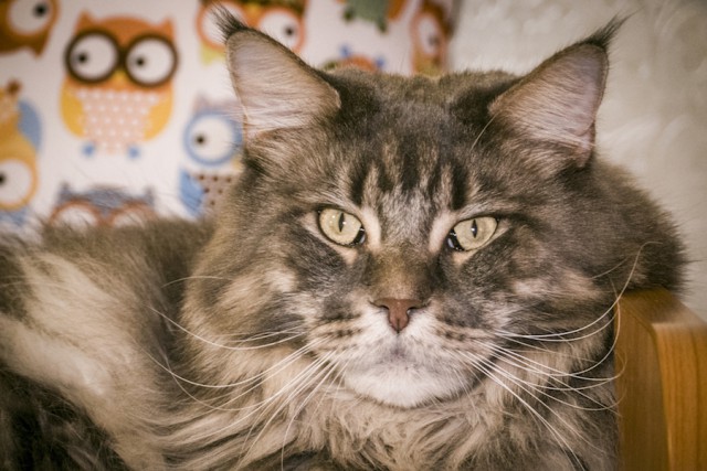 Котовторник