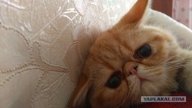 Котовторник