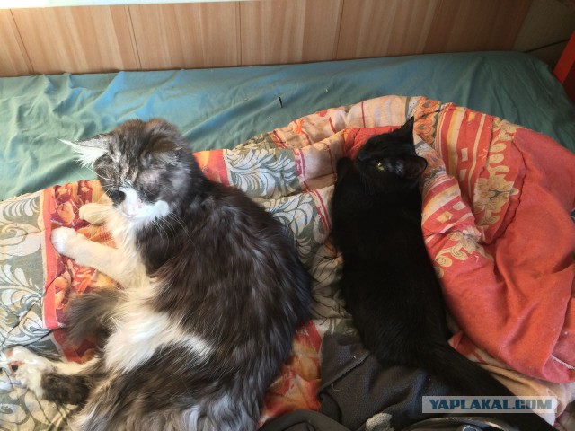 Котовторник  19.12.2017