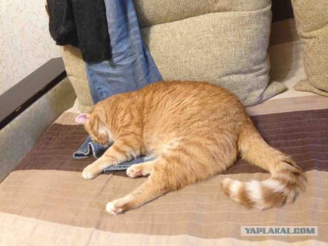 Котовторник!