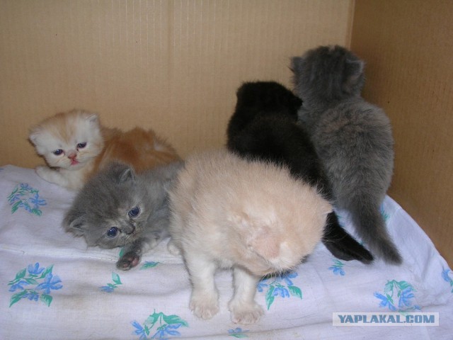 Котовторник 16.01.2018